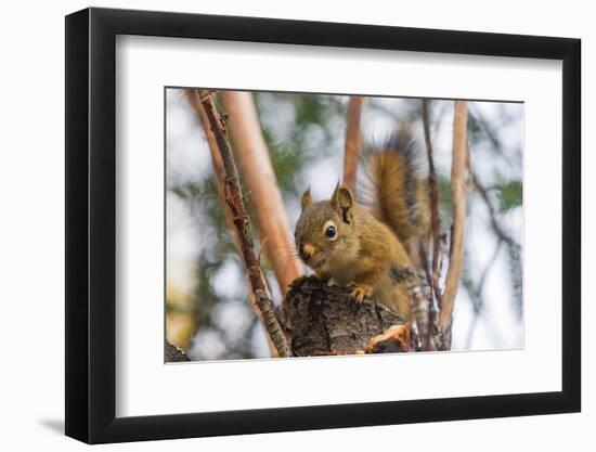 American red squirrel (Tamiasciurus hudsonicus) on tree, Tolsona-Jan Miracky-Framed Photographic Print