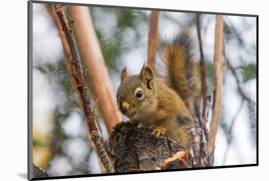 American red squirrel (Tamiasciurus hudsonicus) on tree, Tolsona-Jan Miracky-Mounted Photographic Print