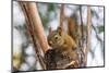 American red squirrel (Tamiasciurus hudsonicus) on tree, Tolsona-Jan Miracky-Mounted Photographic Print