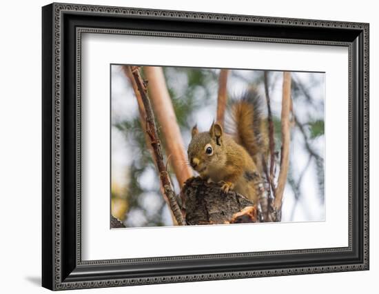 American red squirrel (Tamiasciurus hudsonicus) on tree, Tolsona-Jan Miracky-Framed Photographic Print