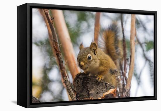 American red squirrel (Tamiasciurus hudsonicus) on tree, Tolsona-Jan Miracky-Framed Premier Image Canvas