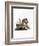 American Red Squirrel-null-Framed Giclee Print