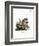 American Red Squirrel-null-Framed Giclee Print