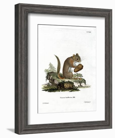 American Red Squirrel-null-Framed Giclee Print