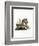 American Red Squirrel-null-Framed Giclee Print