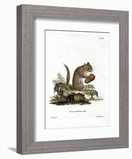 American Red Squirrel-null-Framed Giclee Print