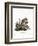 American Red Squirrel-null-Framed Giclee Print