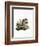 American Red Squirrel-null-Framed Giclee Print