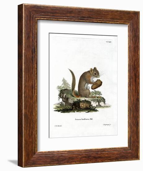 American Red Squirrel-null-Framed Giclee Print