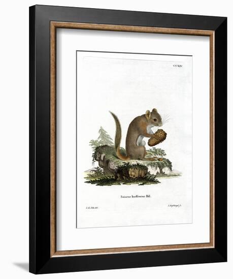 American Red Squirrel-null-Framed Giclee Print