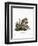 American Red Squirrel-null-Framed Giclee Print