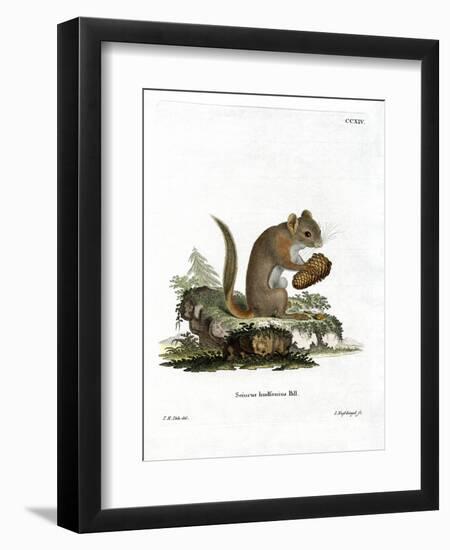 American Red Squirrel-null-Framed Giclee Print