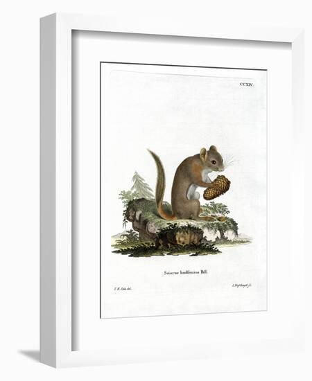 American Red Squirrel--Framed Giclee Print