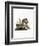 American Red Squirrel-null-Framed Giclee Print