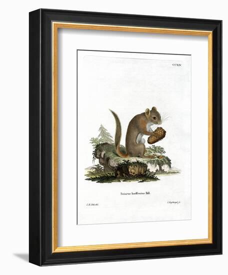 American Red Squirrel-null-Framed Giclee Print