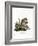 American Red Squirrel-null-Framed Giclee Print