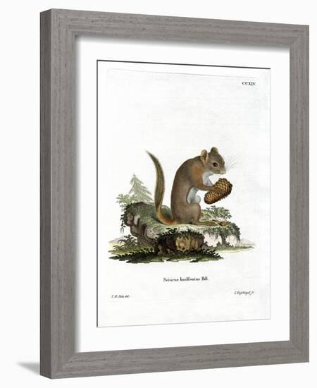 American Red Squirrel-null-Framed Giclee Print