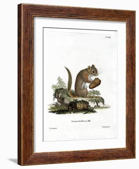 American Red Squirrel-null-Framed Giclee Print