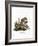 American Red Squirrel-null-Framed Giclee Print