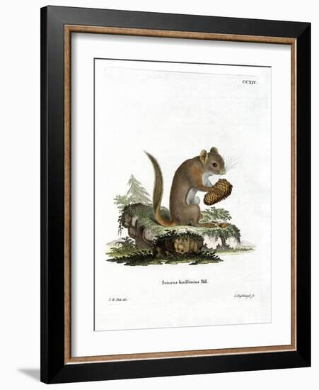 American Red Squirrel-null-Framed Giclee Print