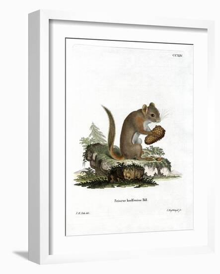 American Red Squirrel-null-Framed Giclee Print