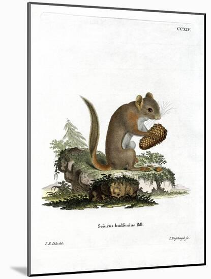 American Red Squirrel-null-Mounted Giclee Print