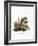 American Red Squirrel-null-Framed Giclee Print
