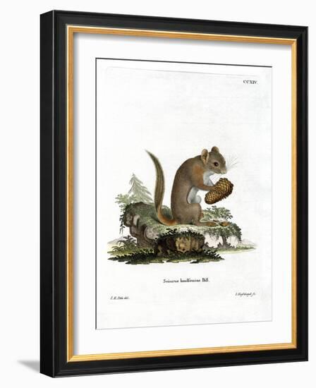 American Red Squirrel-null-Framed Giclee Print