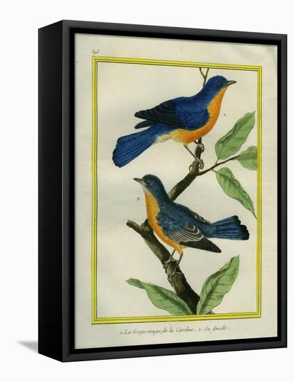 American Robin and the Female-Georges-Louis Buffon-Framed Premier Image Canvas
