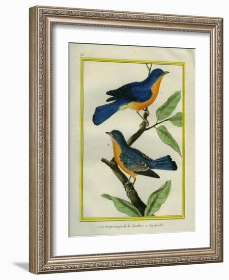 American Robin and the Female-Georges-Louis Buffon-Framed Giclee Print