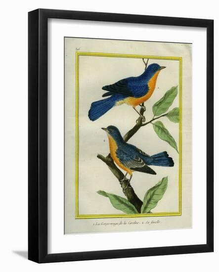 American Robin and the Female-Georges-Louis Buffon-Framed Giclee Print