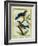 American Robin and the Female-Georges-Louis Buffon-Framed Giclee Print