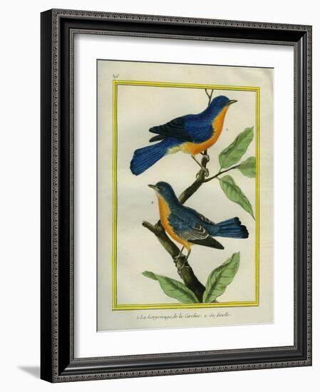 American Robin and the Female-Georges-Louis Buffon-Framed Giclee Print