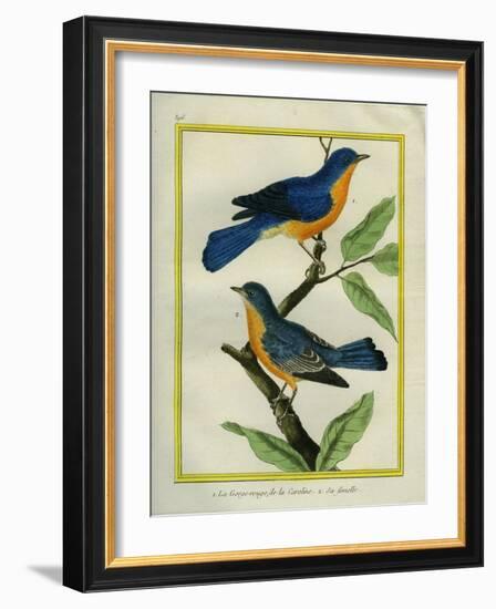 American Robin and the Female-Georges-Louis Buffon-Framed Giclee Print