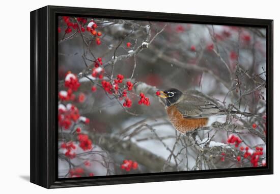 American Robin Eating Berry in Common Winterberry Bush in Winter, Marion County, Illinois-Richard and Susan Day-Framed Premier Image Canvas
