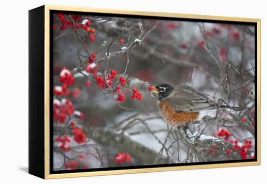 American Robin Eating Berry in Common Winterberry Bush in Winter, Marion County, Illinois-Richard and Susan Day-Framed Premier Image Canvas