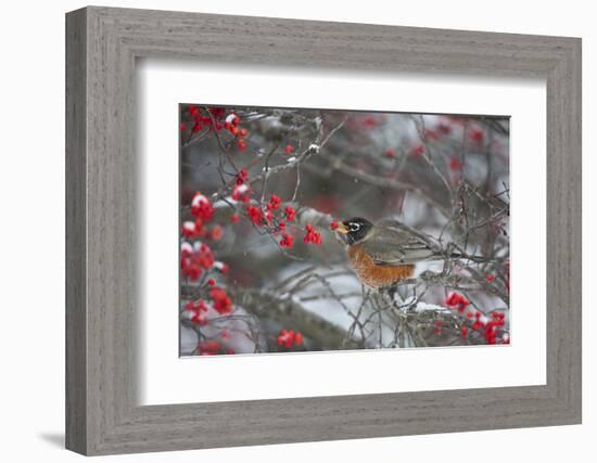American Robin Eating Berry in Common Winterberry Bush in Winter, Marion County, Illinois-Richard and Susan Day-Framed Photographic Print