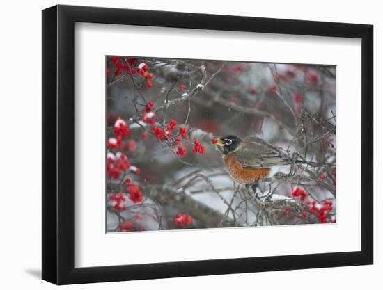 American Robin Eating Berry in Common Winterberry Bush in Winter, Marion County, Illinois-Richard and Susan Day-Framed Photographic Print