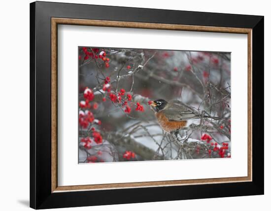 American Robin Eating Berry in Common Winterberry Bush in Winter, Marion County, Illinois-Richard and Susan Day-Framed Photographic Print