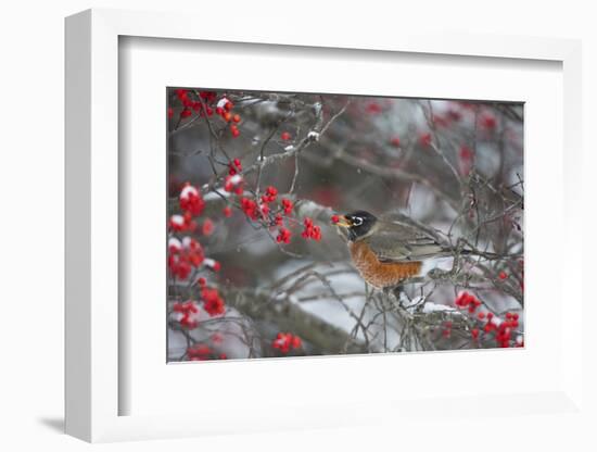 American Robin Eating Berry in Common Winterberry Bush in Winter, Marion County, Illinois-Richard and Susan Day-Framed Photographic Print