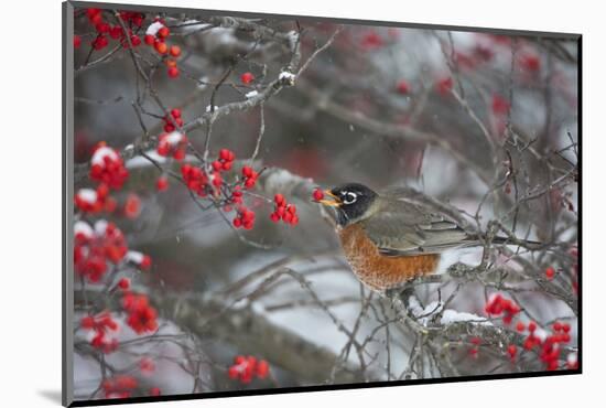 American Robin Eating Berry in Common Winterberry Bush in Winter, Marion County, Illinois-Richard and Susan Day-Mounted Photographic Print