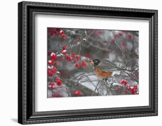 American Robin Eating Berry in Common Winterberry Bush in Winter, Marion County, Illinois-Richard and Susan Day-Framed Photographic Print