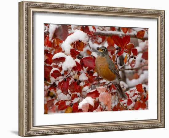 American Robin, Female Feeding in Black Hawthorn, Grand Teton National Park, Wyoming, USA-Rolf Nussbaumer-Framed Photographic Print