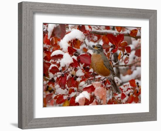 American Robin, Female Feeding in Black Hawthorn, Grand Teton National Park, Wyoming, USA-Rolf Nussbaumer-Framed Photographic Print