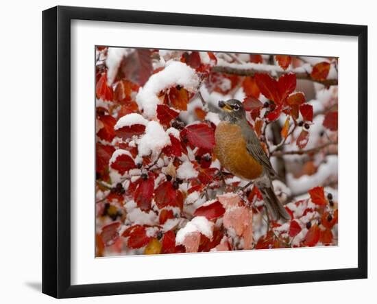 American Robin, Female Feeding in Black Hawthorn, Grand Teton National Park, Wyoming, USA-Rolf Nussbaumer-Framed Photographic Print