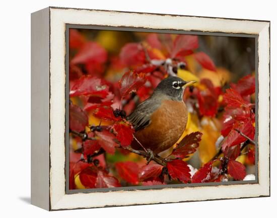 American Robin in Black Hawthorn, Grand Teton National Park, Wyoming, USA-Rolf Nussbaumer-Framed Premier Image Canvas