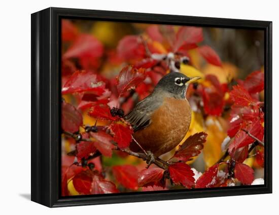 American Robin in Black Hawthorn, Grand Teton National Park, Wyoming, USA-Rolf Nussbaumer-Framed Premier Image Canvas