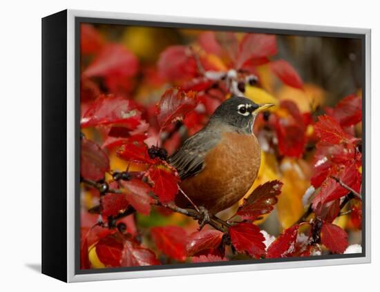 American Robin in Black Hawthorn, Grand Teton National Park, Wyoming, USA-Rolf Nussbaumer-Framed Premier Image Canvas