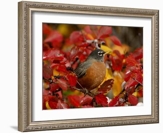 American Robin in Black Hawthorn, Grand Teton National Park, Wyoming, USA-Rolf Nussbaumer-Framed Photographic Print