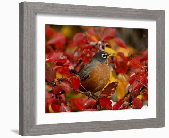 American Robin in Black Hawthorn, Grand Teton National Park, Wyoming, USA-Rolf Nussbaumer-Framed Photographic Print